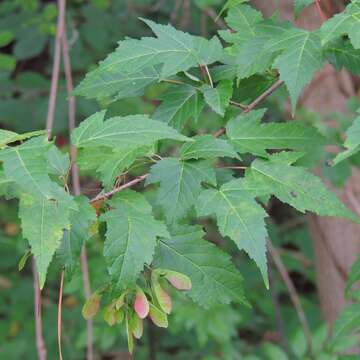 Image of Amur Maple