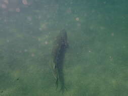 Image of Green Sturgeon