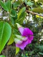 Image of Bignonia corymbosa (Vent.) L. G. Lohmann