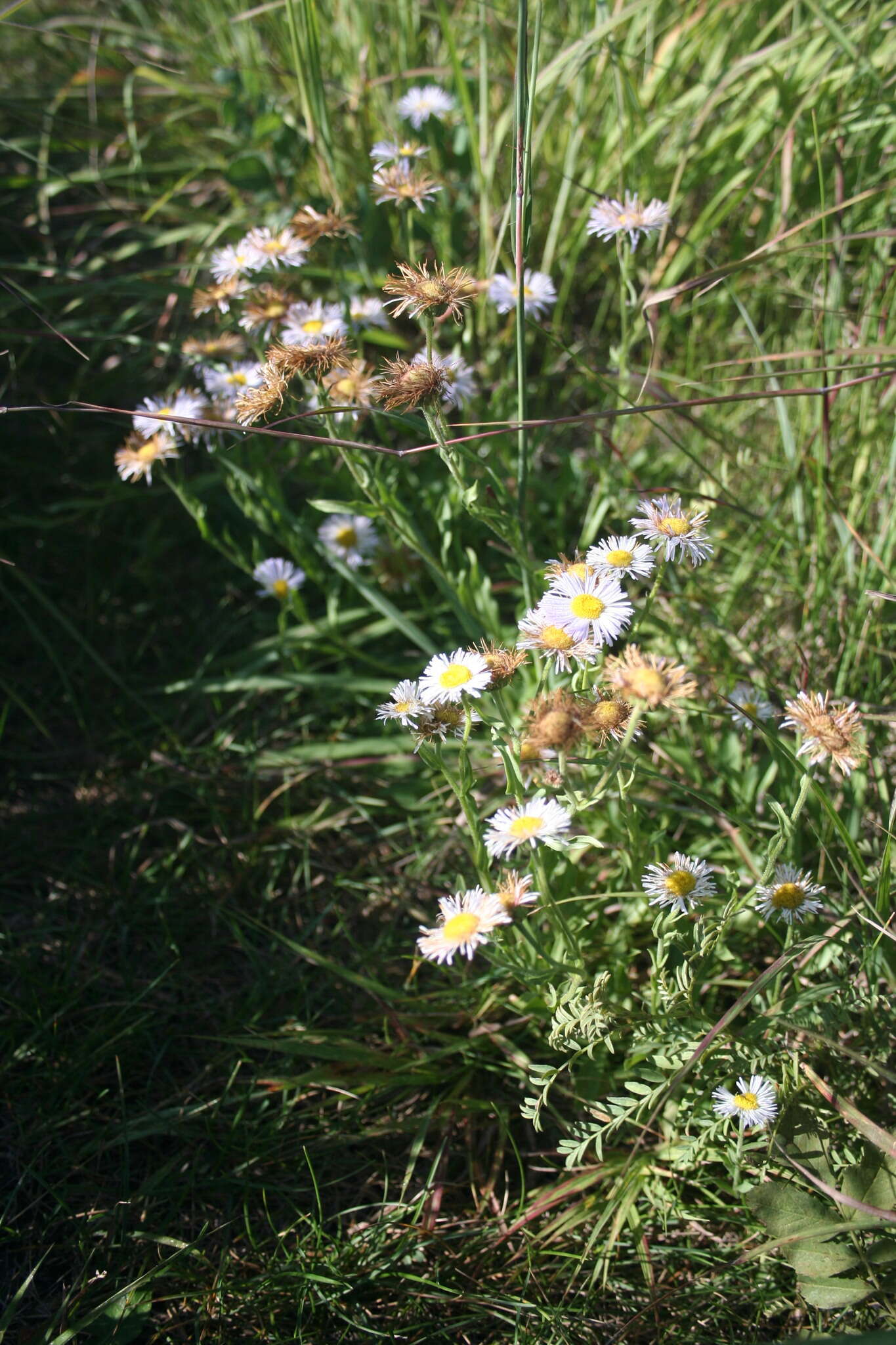 Image of streamside fleabane