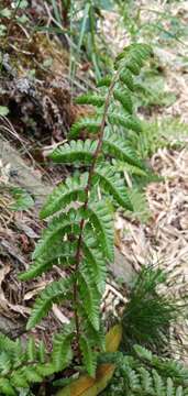 Athyrium oppositipennum var. pubescens (Tag.) Tag.的圖片