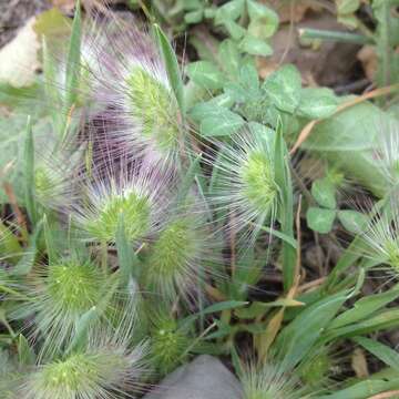 Plancia ëd Cynosurus coloratus Lehm. ex Steud.