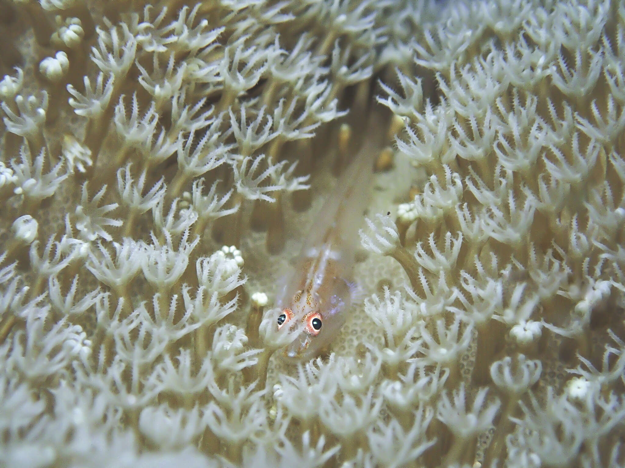 Image of Michel's ghost goby