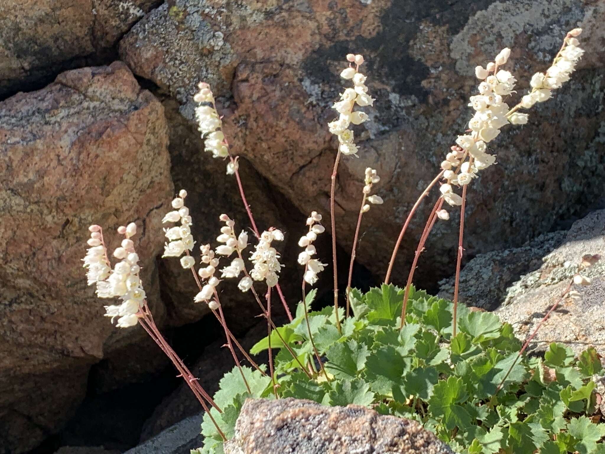 Image de Heuchera hallii A. Gray