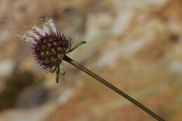 Image of Sixalix farinosa (Coss.) W. Greuter & Burdet