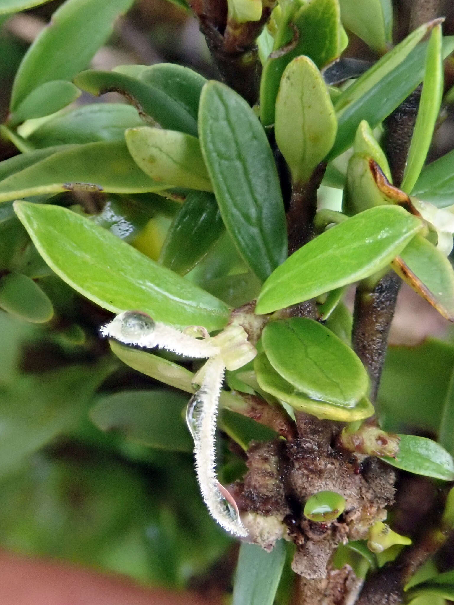 Слика од Coprosma propinqua var. martini W. R. B. Oliv.