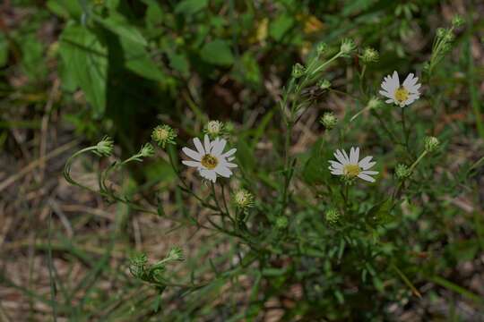 Image of Symphyotrichum trilineatum (Sch. Bip. ex Klatt) G. L. Nesom