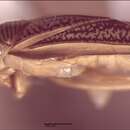 Image of Trichocorixa borealis Sailer 1948