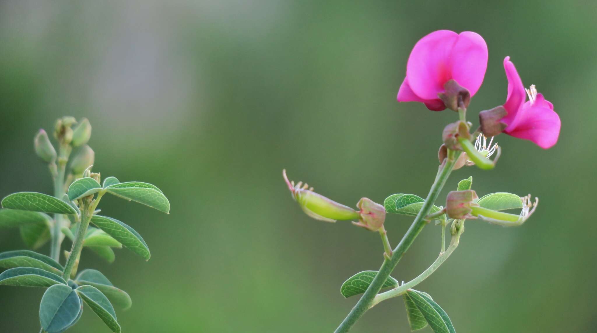 Imagem de Hypocalyptus coluteoides (Lam.) R. Dahlgren