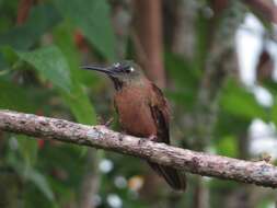 Image of Fawn-breasted Brilliant