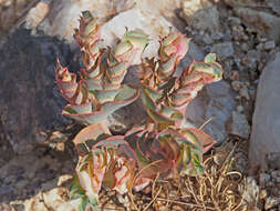 Image of Euphorbia phylloclada Boiss.