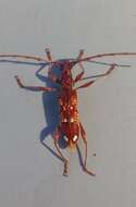 Image of Coptocercus biguttatus (Donovan 1805)