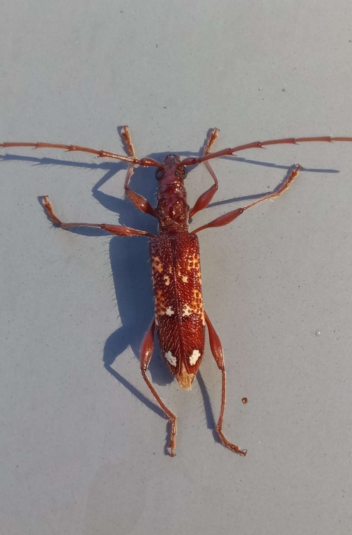 Image of Coptocercus biguttatus (Donovan 1805)