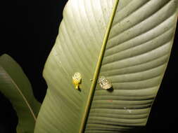 Image de Hyalinobatrachium tatayoi Castroviejo-Fisher, Ayarzagüena & Vilà 2007