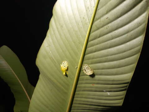 Image of Hyalinobatrachium tatayoi Castroviejo-Fisher, Ayarzagüena & Vilà 2007