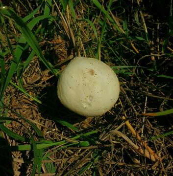 Image of Agrocybe molesta (Lasch) Singer 1978