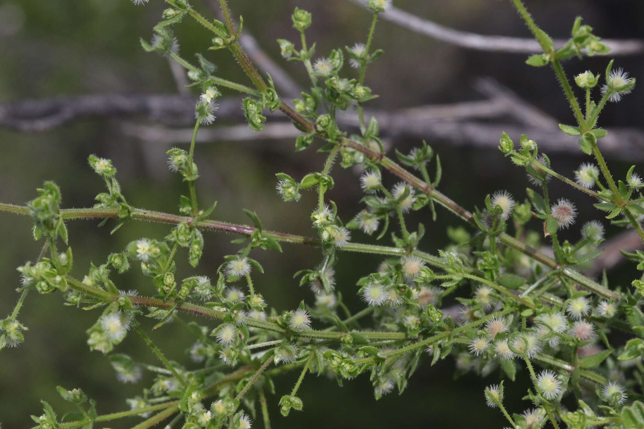 Image of limestone bedstraw