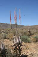 Image of Clanwilliam Aloe