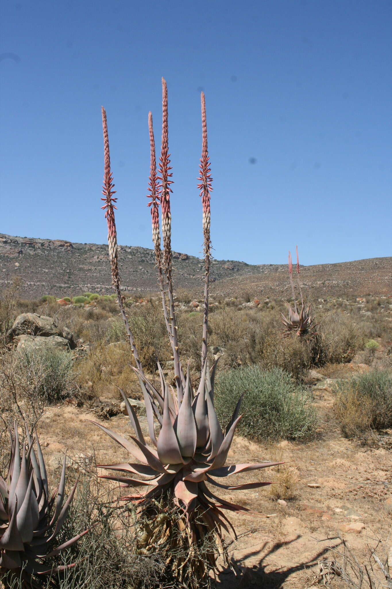 Image of Clanwilliam Aloe