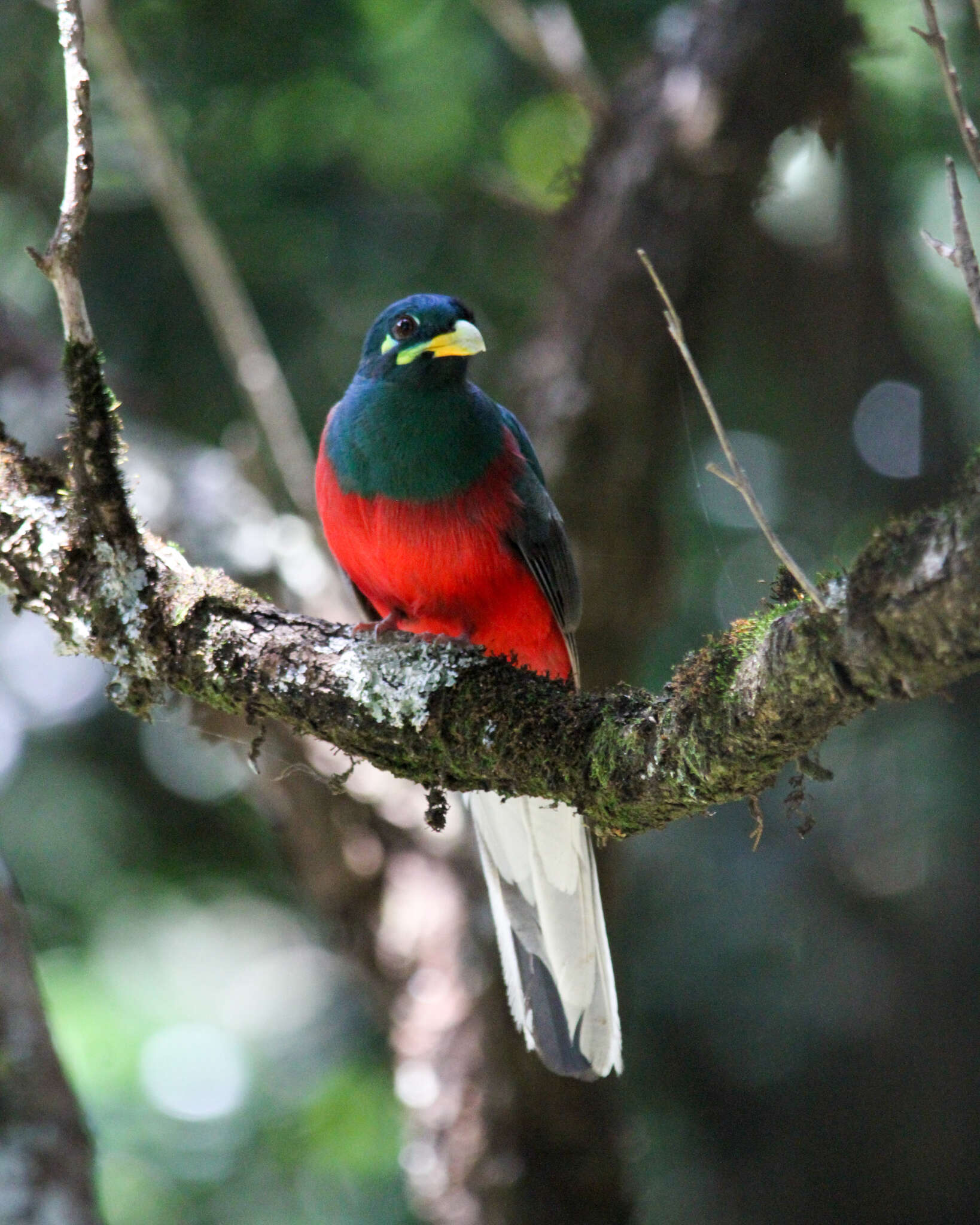 Image of African Trogons