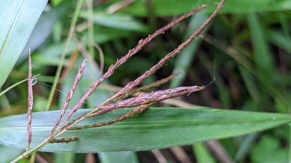 Imagem de Microstegium fasciculatum (L.) Henrard