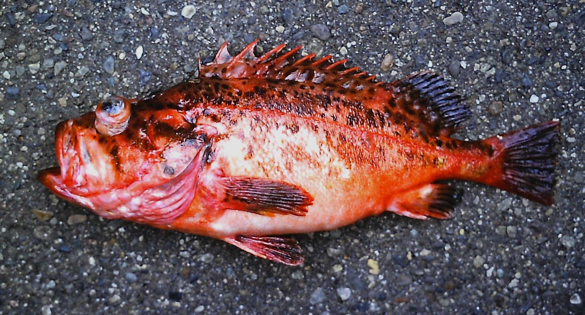 Image of Bronzespotted rockfish