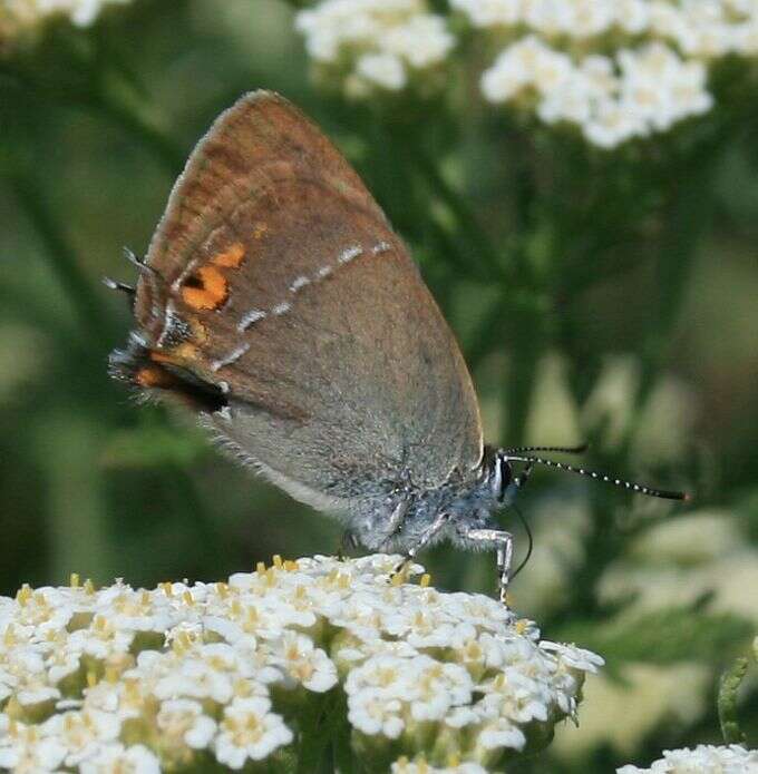 صورة Satyrium acaciae (Fabricius 1787)