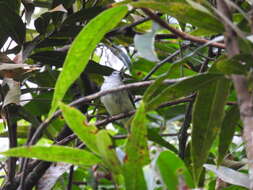 Image of Jamaican Elaenia