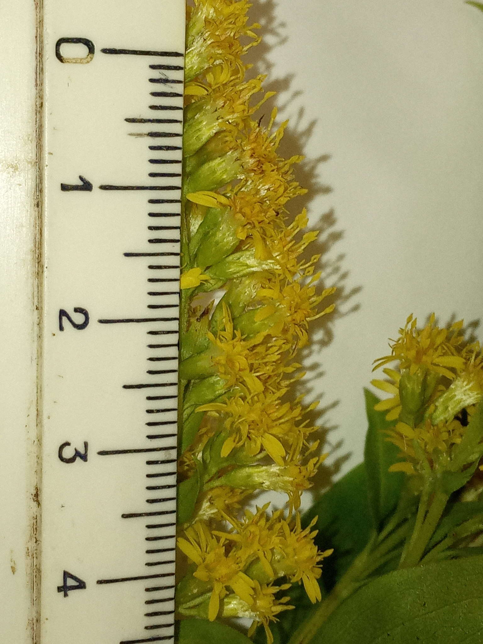 Image de Solidago snarskisii