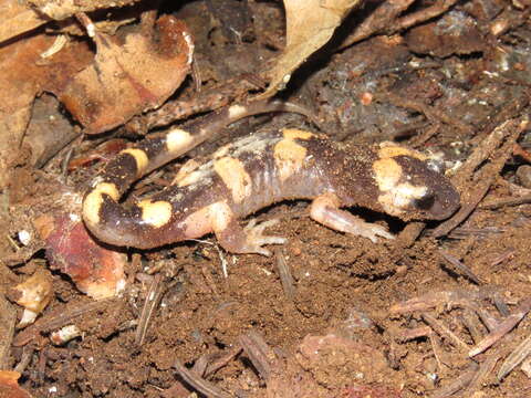 Plancia ëd Ensatina eschscholtzii Gray 1850