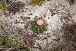 Image of Few-spined Turk's-cap Cactus