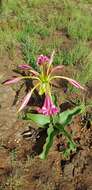 Image de Crinum graminicola I. Verd.