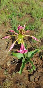 Image of Grassland crinum