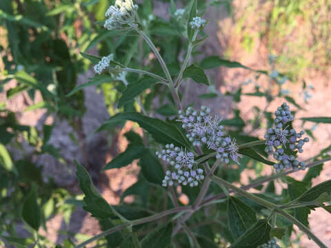 Image of lateflowering thoroughwort