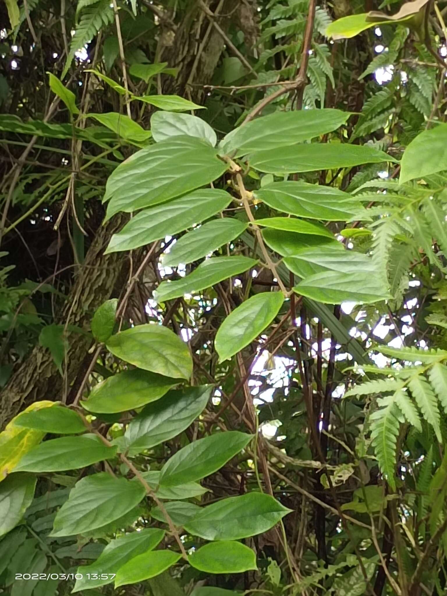 Image of Lonicera hypoglauca Miq.