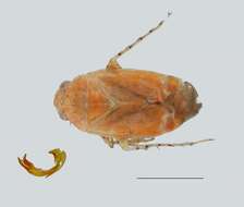 Image of <i>Psallus thomashenryi</i>