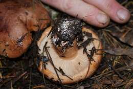 Image of Tricholoma batschii Gulden 1969