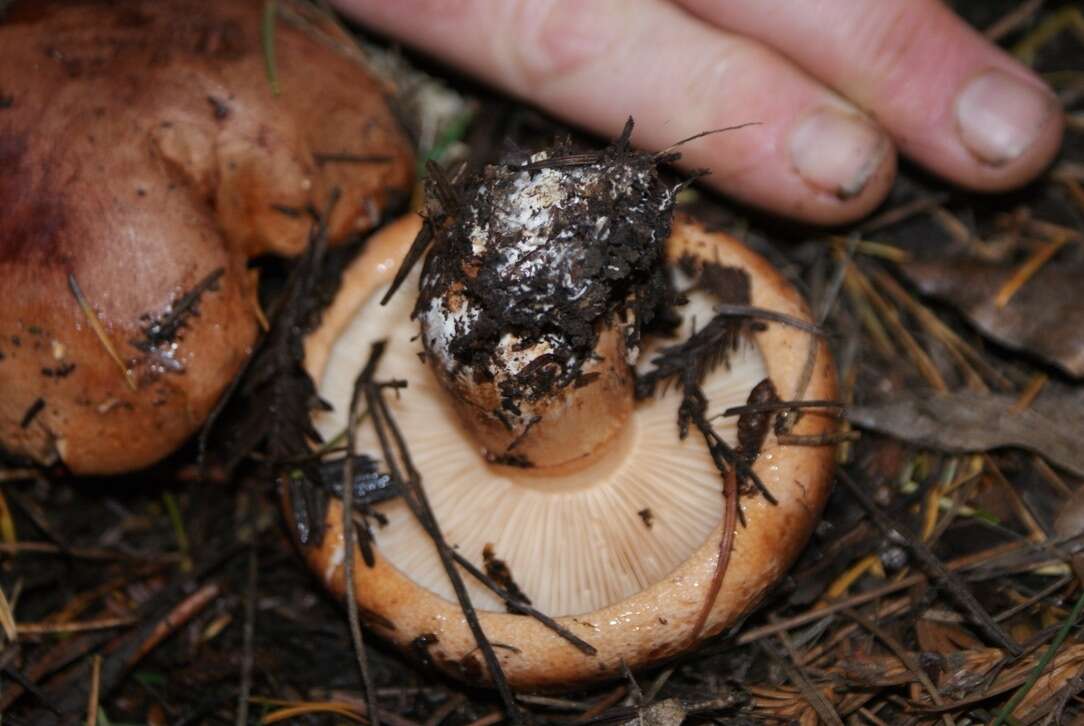 Image of Tricholoma batschii Gulden 1969