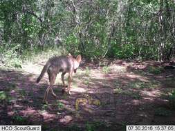 Imagem de Canis latrans impavidus J. A. Allen 1903