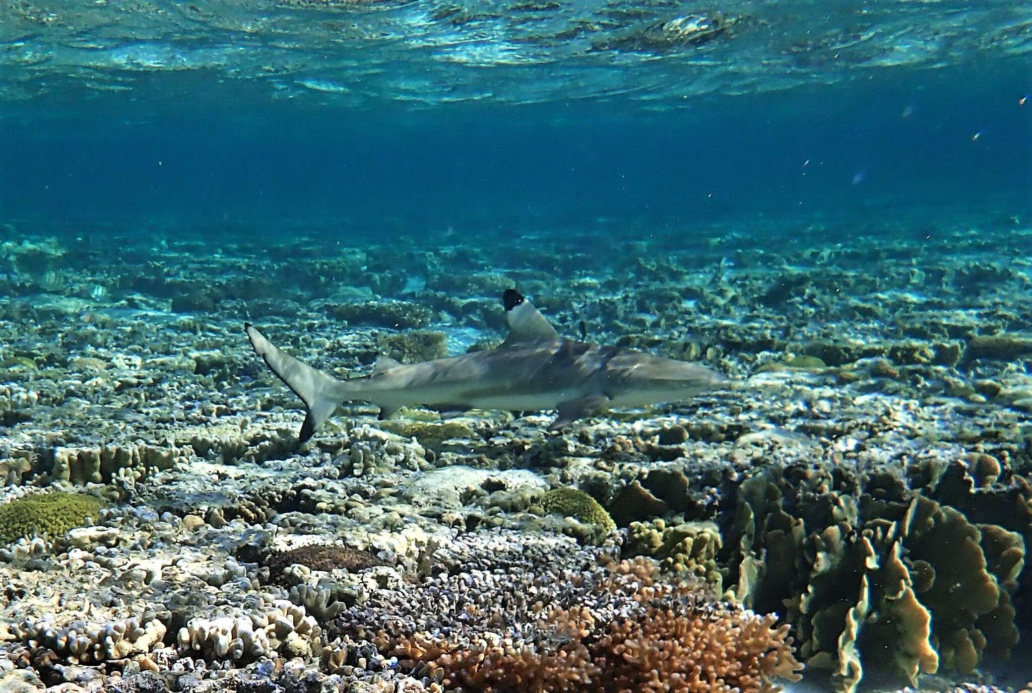 Image de Requin à pointes noires