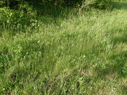 Image of Ornithogalum orthophyllum subsp. kochii (Parl.) Zahar.