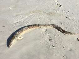 Image of Spotted Spoon-nose Eel