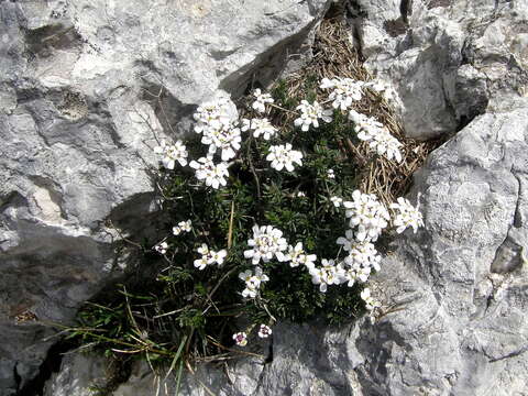 Plancia ëd Iberis saxatilis L.