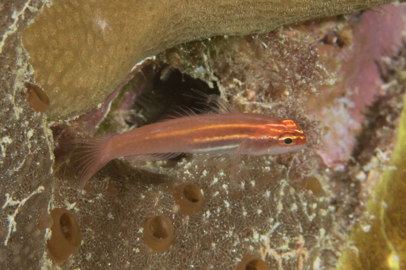 Image of Neon dwarfgoby