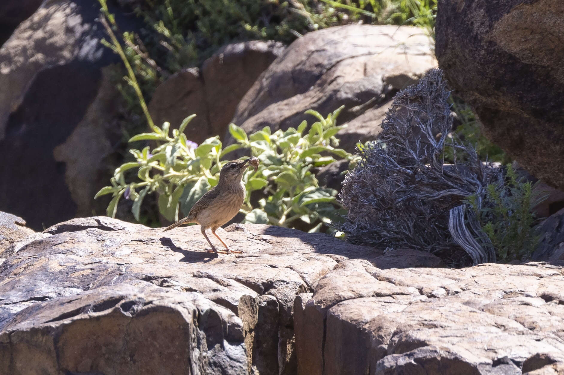 Image of African Rock Pipit