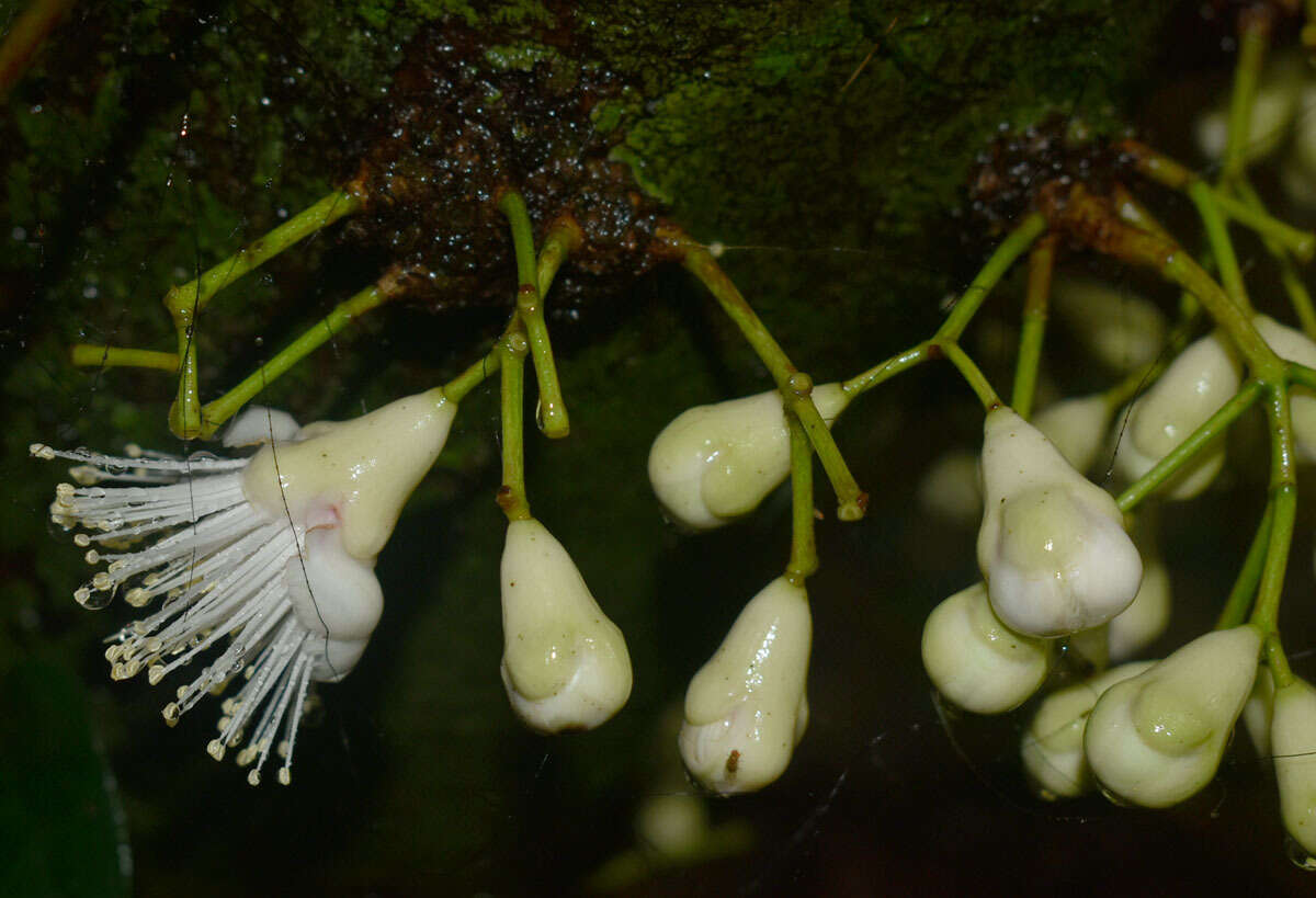 Image of Syzygium cormiflorum (F. Müll.) B. P. M. Hyland