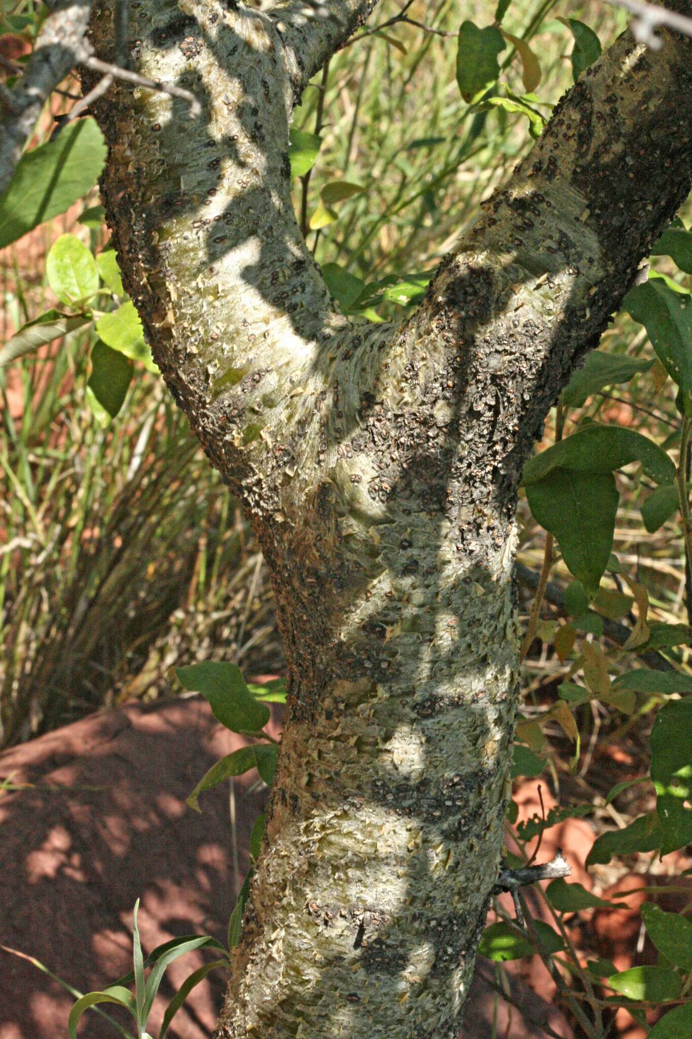 Plancia ëd Commiphora glandulosa Schinz