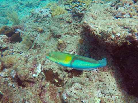 Image of Yellowhead Wrasse