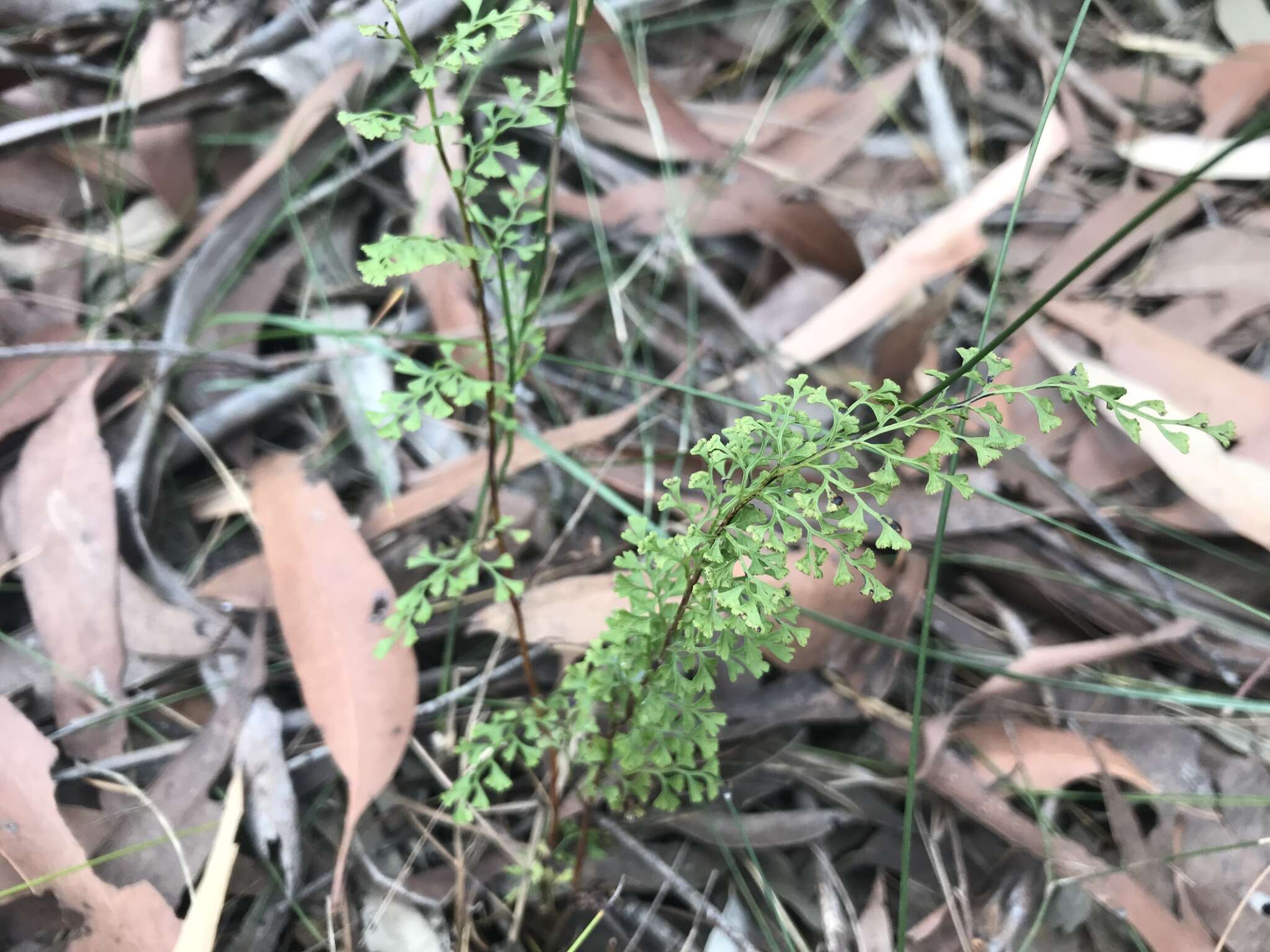 Image of Lindsaea microphylla Sw.