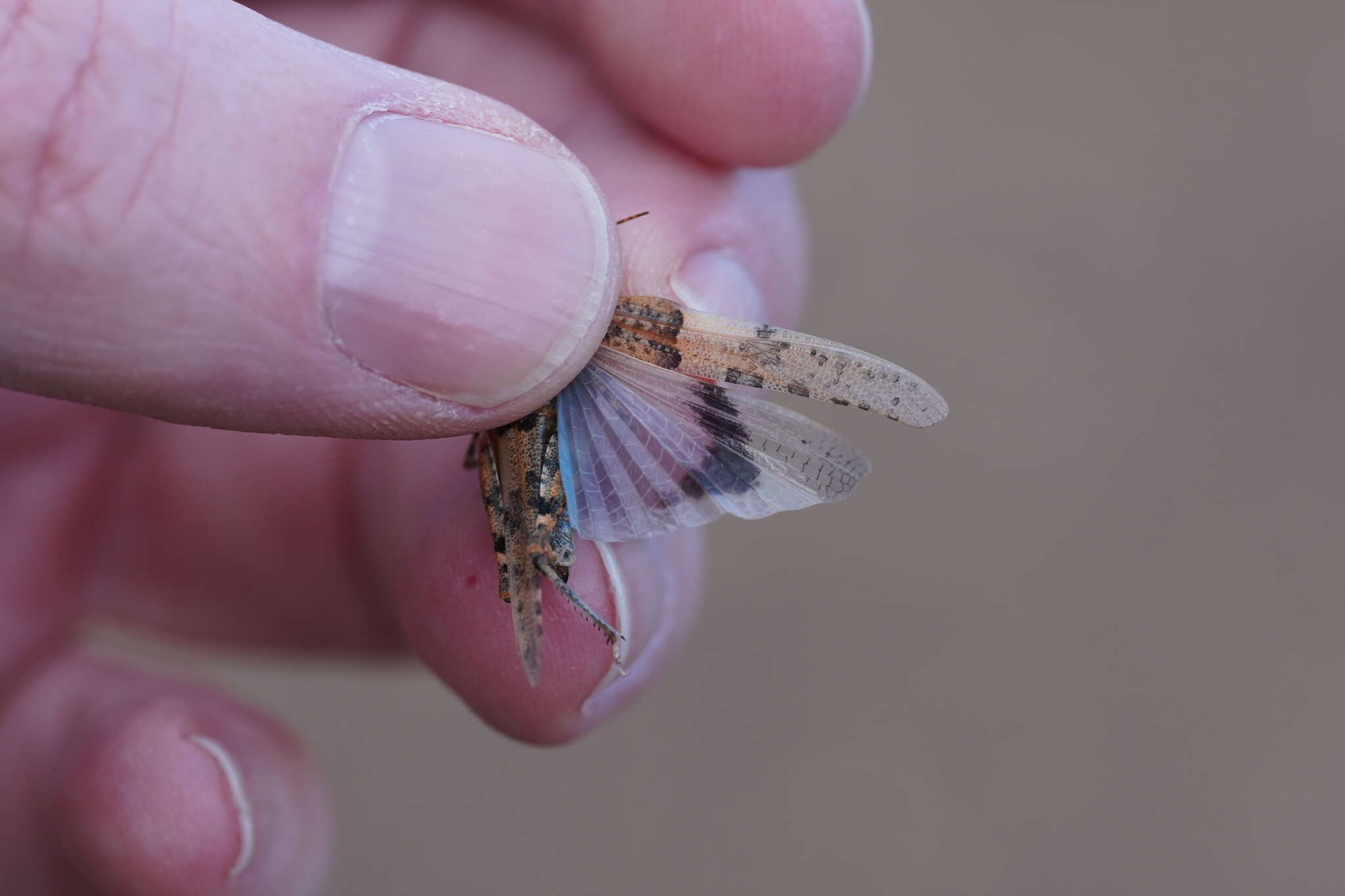 Imagem de Sphingonotus (Neosphingonotus) fuerteventurae Husemann 2008